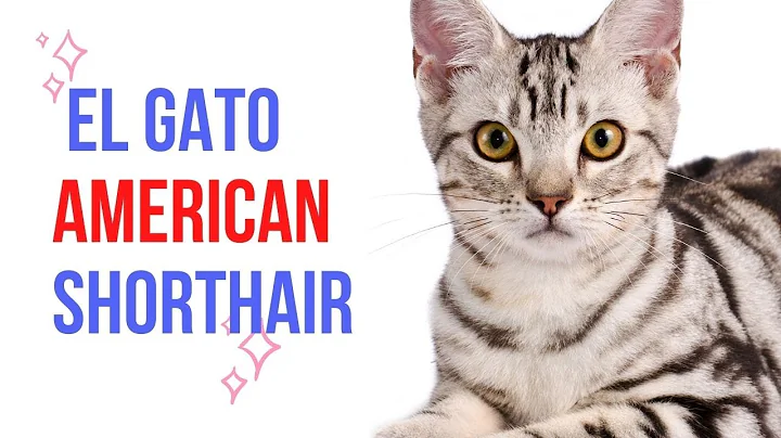 Video 2084121: american shorthair, gato american