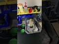 is there a dog on your desk? #dog #cutedog #viral #fyp #train
