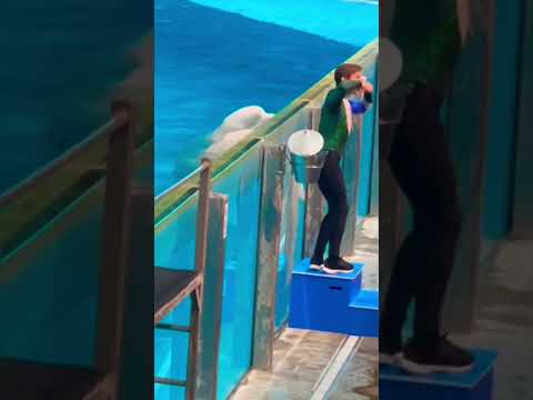 Belugas Whale Pretends To Cry Shorts Trending Viralshorts Viral Jacobandabby