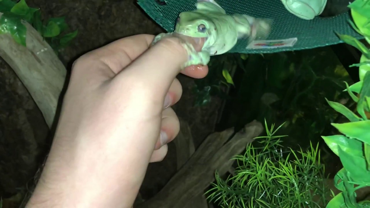 木のカエルは指から食べ 指を食べる White S Frog Eats From Fingers Then Eat Fingers Youtube