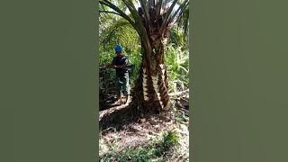 Mandor Julong Group Indonesia, PT Rezeki kencana