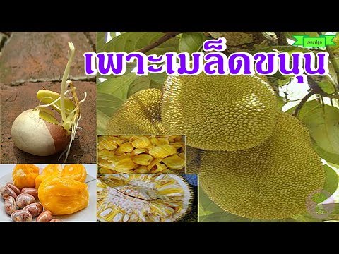 Jackfruit  | วิธีเพาะเมล็ดขนุน ปลูกต้นขนุน