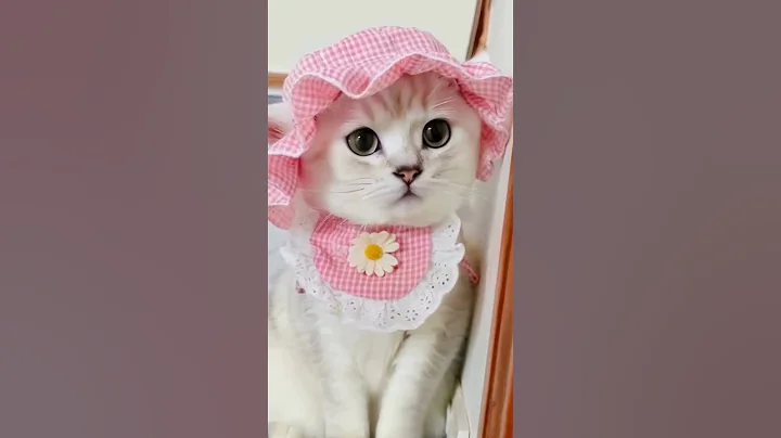 Watch the video about Cute😻 lovely🥰 white cat #cat #cute #pets