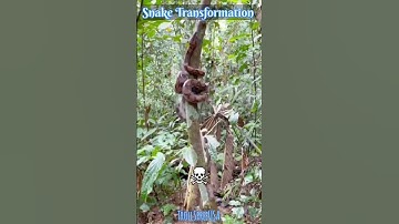 Snake Transformation ll #trending #animals #troll #trollface #editing #video #viral #snake #short