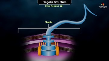 Flagellar structure - Gram-positive and Gram-negative cells.