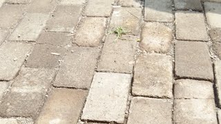 Orang Gila Lagi Marah