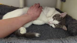 BARLEY - kitty allowing gentle belly rubs, just a little