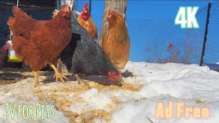 Dog and Cat TV | TV for Pets | Relaxing Video of Chickens Pecking and Eating