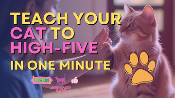 Teach Your Cat to High Five in One Minute