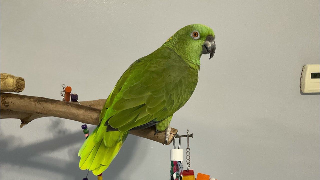 NoCreas lo que hizo Jaco/Jaco Por fin se defiende de Vicky/loro celoso de Jaco/ Jaco/ loros juntos ￼