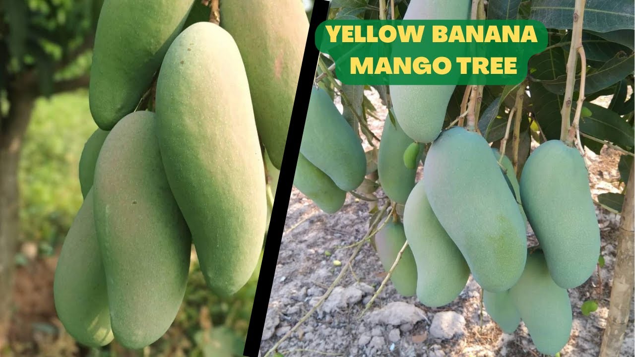 Thai Yellow Banana Mango Tree// Thai Mango//Banana Mango//Best Mango