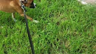 Come Command With Valentino In Broward by Smart Start Puppies by Smart Start Puppies - Dog Training 8 views 4 years ago 1 minute, 21 seconds