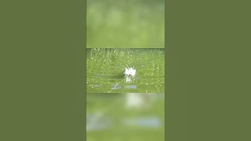 Câu cá lóc. Cận cảnh cá táp mồi #caucaloc #caucalockhung #manhraufishing #cauca