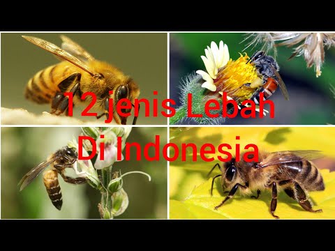 12 jenis Lebah yang ada di Indonesia | hewan unik | hewan liar