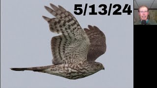 [74] A Thousand Hawks after Fantastic Morning Birding at the Braddock Bay Hawk Watch, 5/13/24