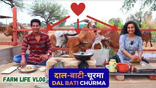 Cooking Organic DAL BATI CHURMA with Gir Cows | Traditional way | दाल-बाटी-चूरमा  गिर गायों के साथ |