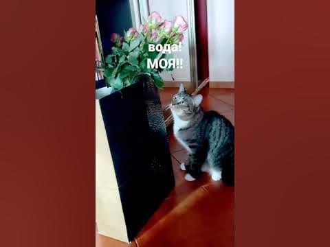 вада!вада!ВАДА! - YouTube