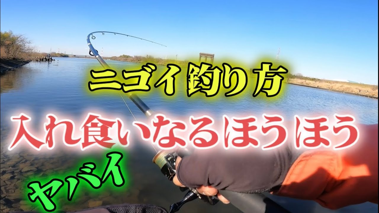 ［荒川温排水］ニゴイ釣り方入れ食いにるほうほう