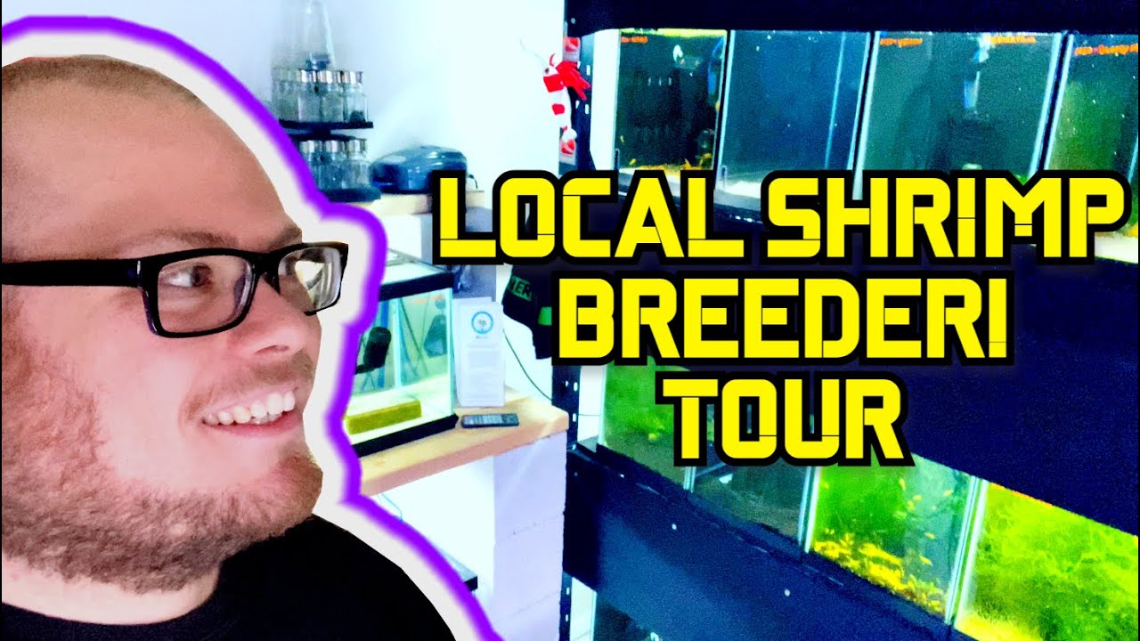 Local Master Shrimp Breeder! Shrimp Room Tour! 50+ Tanks