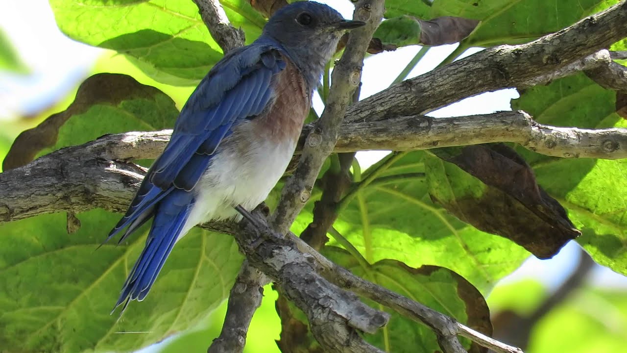 Western Bluebird in Mile Square Park 