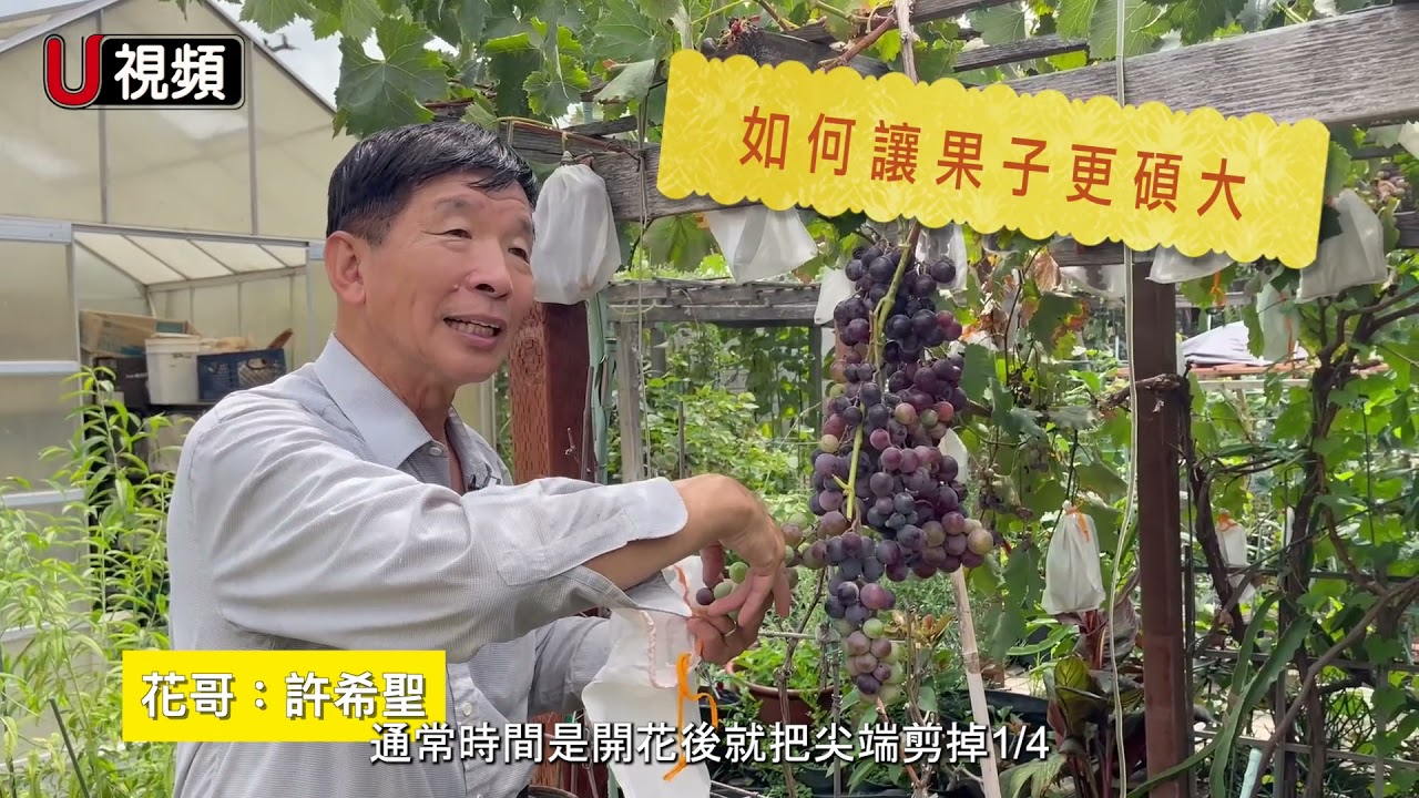 分分鐘學園藝 花哥 教你種 葡萄 Youtube