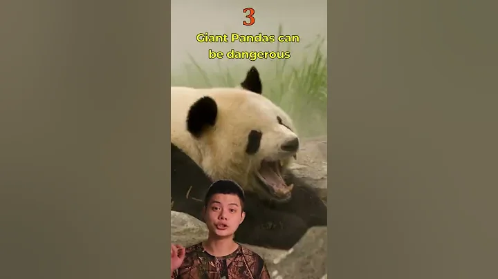 Yes, Giant Pandas Are Dangerous. Giant Panda #Shorts 04 - DayDayNews