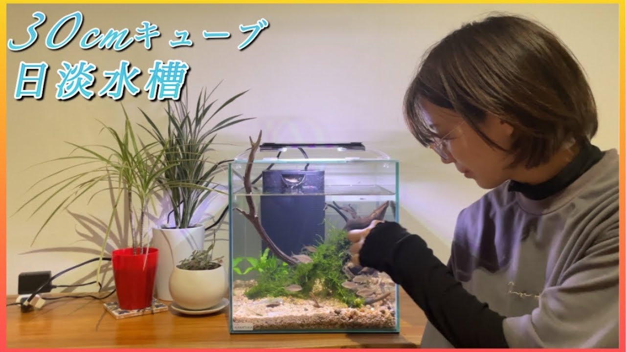手作りの水槽台に合う癒しのタナゴ水槽に30cmキューブ水槽を 