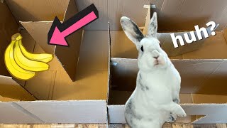 Can My Rabbit Find the Banana in the Maze