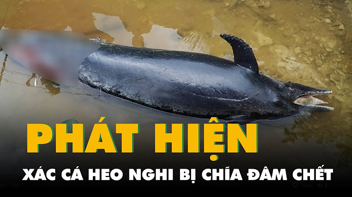 Phát hiện xác cá heo nghi bị chĩa đâm chết trên sông Ông Đốc