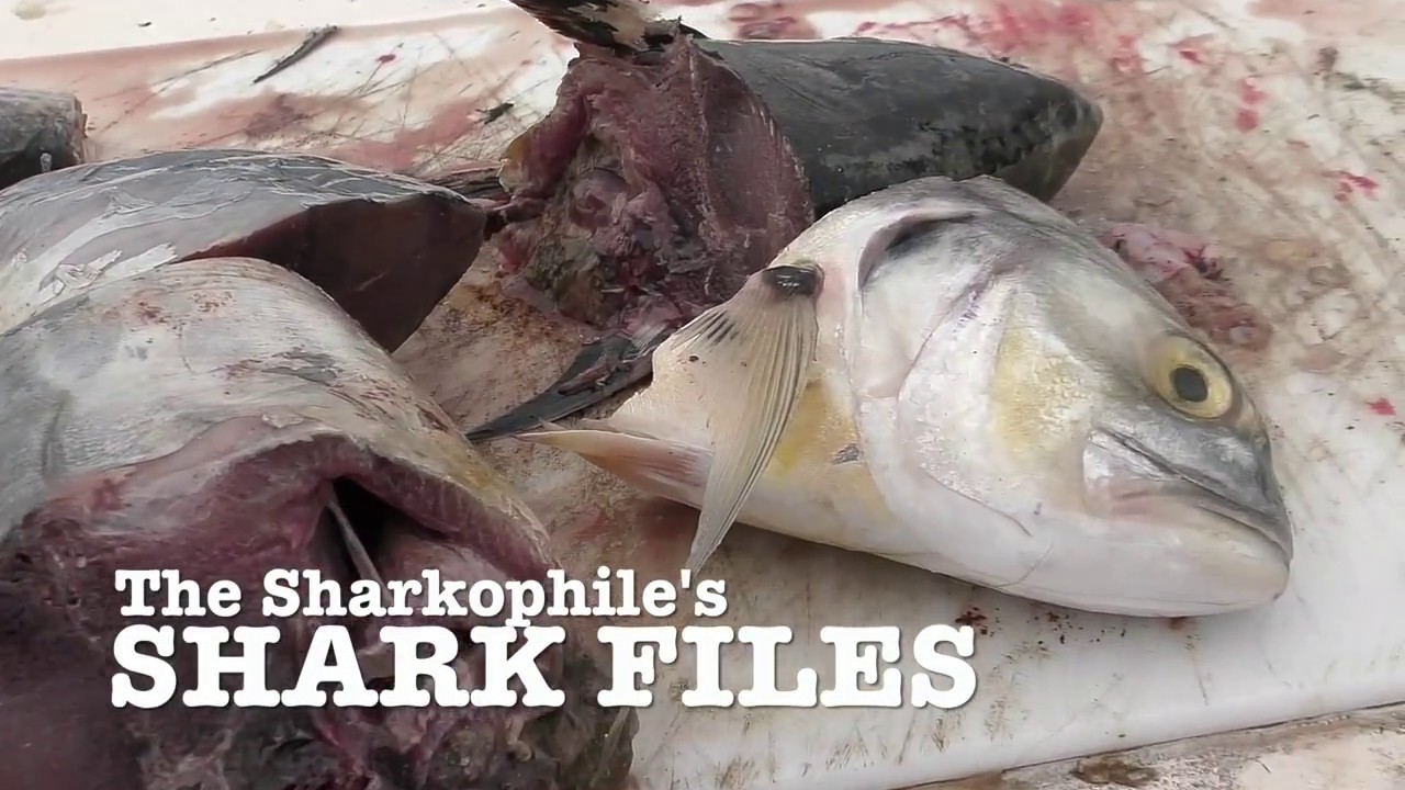 The Sharkophile's Shark Files: Backwater Bullsharking - YouTube