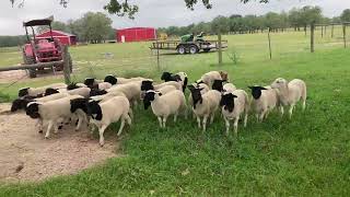 First time these lambs were worked. by Joe Sheeran 325 views 1 year ago 2 minutes, 52 seconds