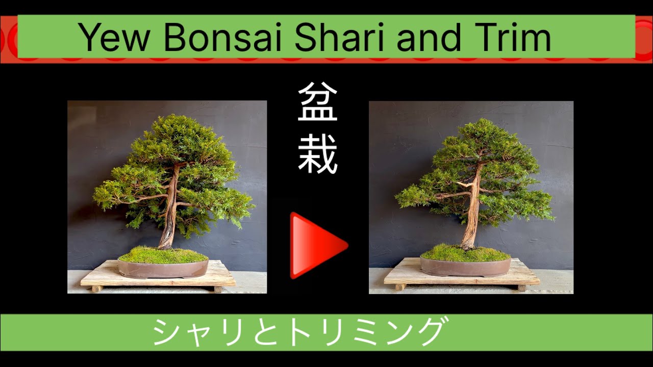 Yew Bonsai Update styling and Shari improvement 
