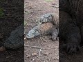CONFUSION | KOMODO DRAGON