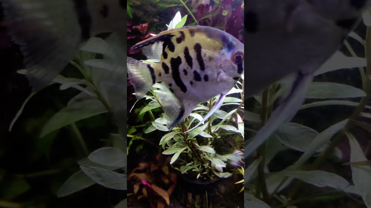 Людвигия инклината Куба белая / Ludwigia Inclinata Cuba White Edge