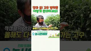 장마 끝! 몰려드는 고추 병해충 이렇게 관리하세요-!