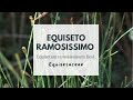 EQUISETO RAMOSISSIMO - Equisetum ramosissimum Desf. - Equisetaceae - Branched horsetail