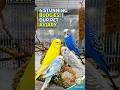 Relaxing Music with 4 Beautiful Birds 🐦 Calming ASMR For Stress Relief & Deep Sleep #bird #nature