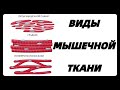 МЫШЕЧНАЯ ТКАНЬ ВИДЫ ТИПЫ РАЗНОВИДНОСТИ ХАРАКТЕРИСТИКА ЕГЭ гистология