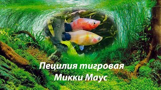 Пецилия тигровая Микки Маус / Platy tiger Mickey Mouse