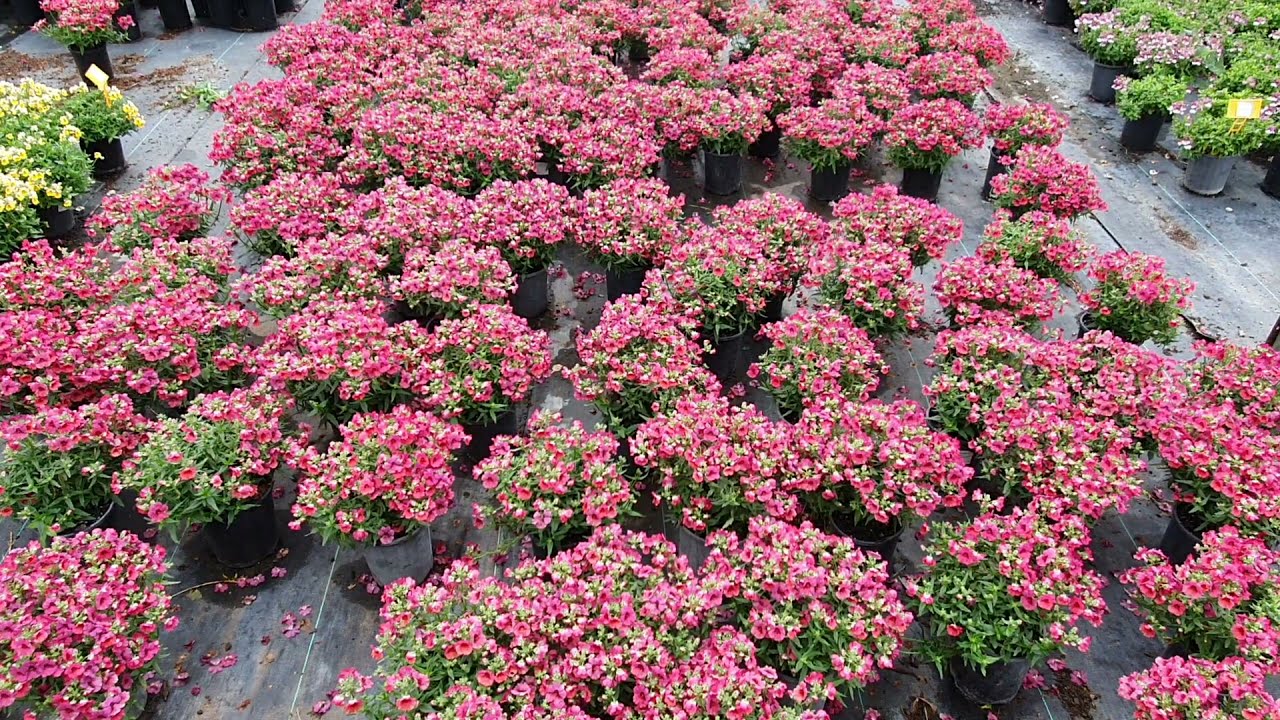 Current Nemesia available from Lewis Horticulture