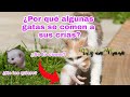 ¿POR QUÉ ALGUNAS GATAS SE COMEN A SUS CRÍAS? ¡FELIZ DÍA DE LA MADRE!