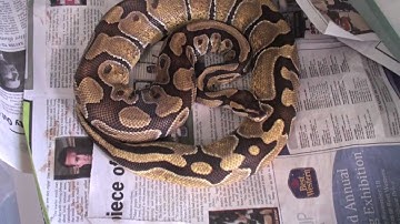 Morph Madness|Enchi Ball Python|