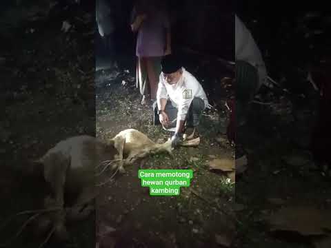 CARA MEMOTONG HEWAN QURBAN KAMBING #nasehatasatidz  #caramotonghewan #berkah #qurban