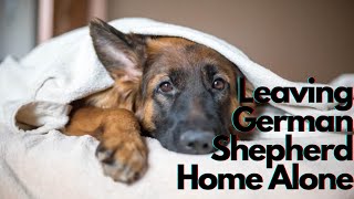 Leaving German Shepherd Dog Home Alone: Is Separation Anxiety a Problem in German Shepherds?