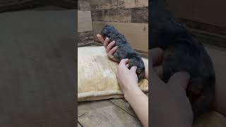 Ruby's 2-Week-Old Baby Mini Bernedoodles!!!