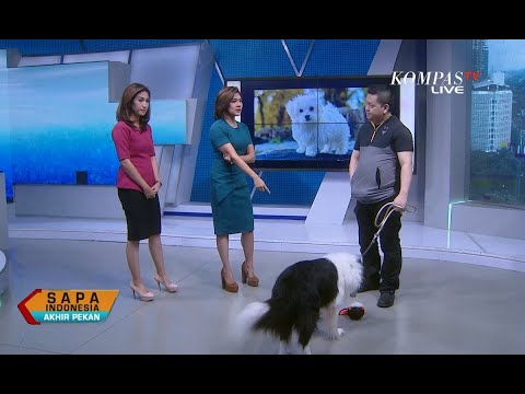 Sapa Indonesia : Mengenal Sifat dan Karakter Anjing (1)