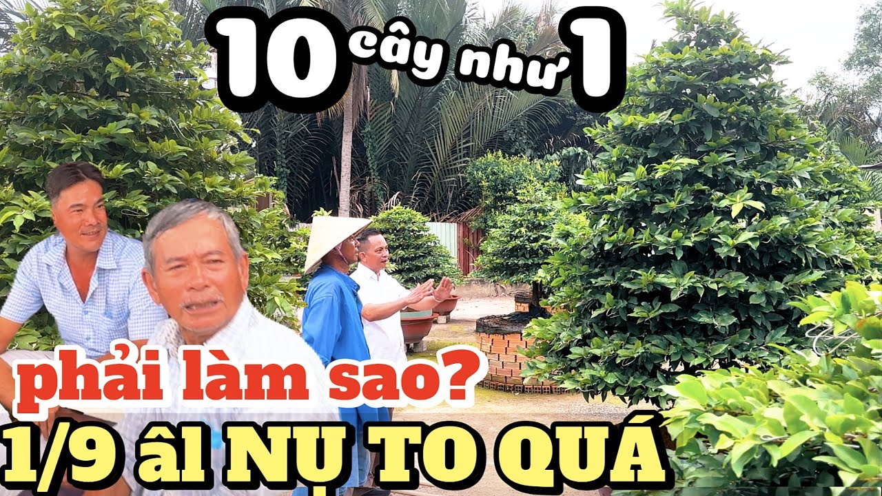 Tham quan vườn Quốc Cường - dàn nụ 1/9 âl khiến cao thủ làng mai Q12 đứng hình, chỉ nói đúng 1 câu..