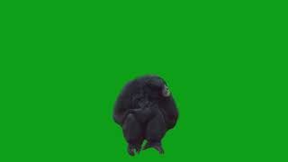 09 Monkey Green Screen