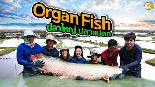 จับปลาใหญ่ ที่Organ fish ปลาใหญ่ ช่อน 2เมตร - SNC STORY EP.100