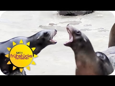 Video: Warum schreien Seelöwen?